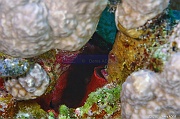 Discosoma sp Anemone disque-Safaga Panomara Reef N-16m-20171123-Denis-ADER-DSC_3652_tn
